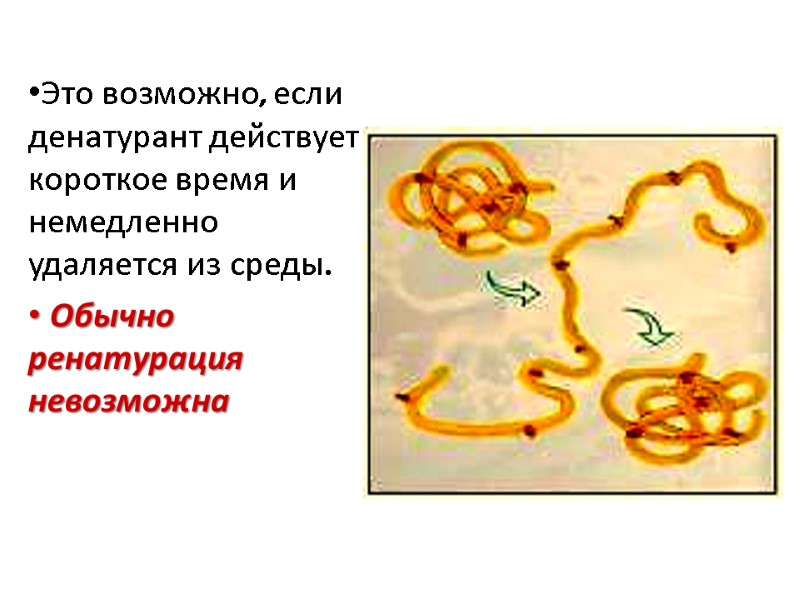 Это возможно, если денатурант действует короткое время и немедленно удаляется из среды.  Обычно